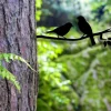 Metal Birds On A Branch - Love Birds - Rusty,rustic - Love Birds Sign - Metal Wall Sign - Family Art- Outdoor Decor - Metal Art - Tree Decor